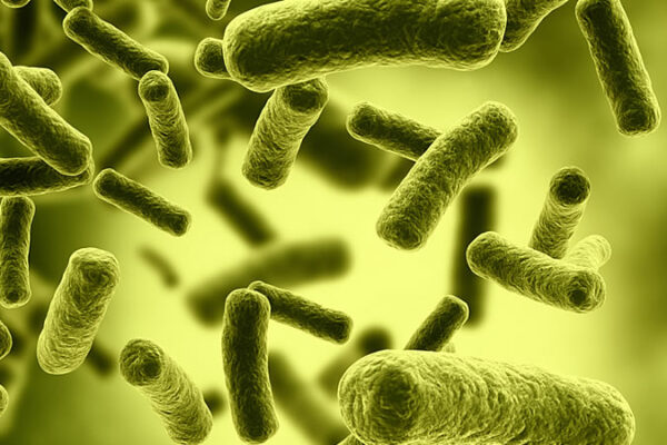 Buikloop: with help of my little friends?