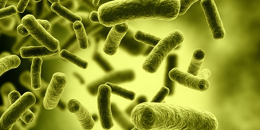 Buikloop: with help of my little friends?