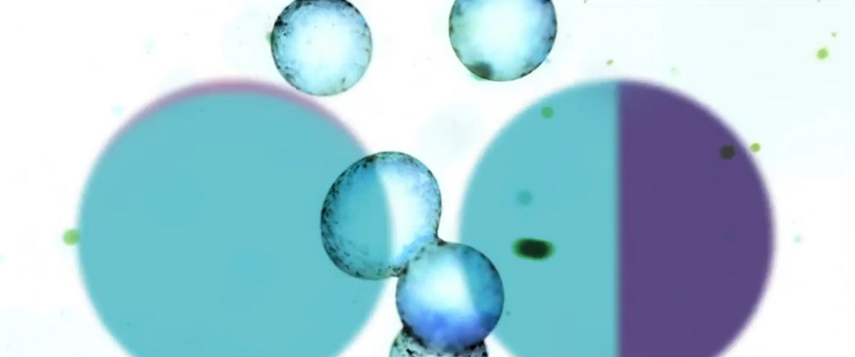 TV-uitzending over darmbacteriën maakt veel los