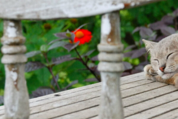 De winst van een middagslaapje