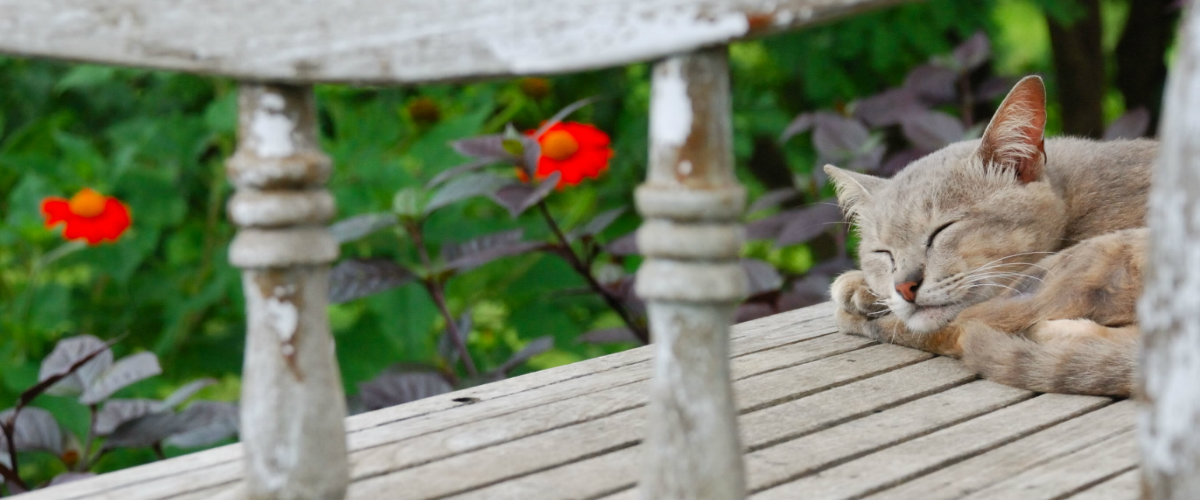 De winst van een middagslaapje